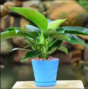 家庭小盆栽绿植图片