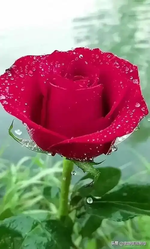 玫红色的玫瑰,艳丽高贵优雅.祝看到这些花的朋友,七夕情人节快乐!