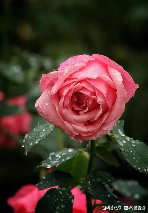 国庆悦秋雨中的植物园玫瑰花美丽绽放