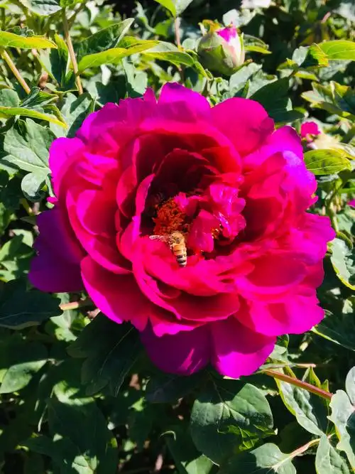 富贵花开一一一岱庙牡丹