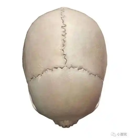 (成年后的颅骨缝)雷区2-用任何训练动作或者手法期望缩鼻翼,丰唇,让