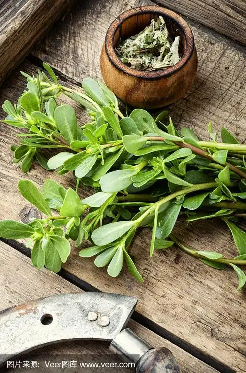 马齿苋药用植物