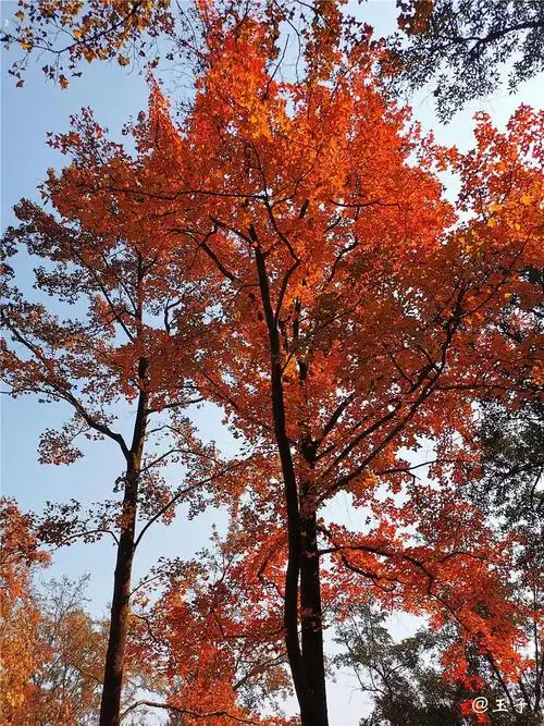 枫香树|幸福的投掷