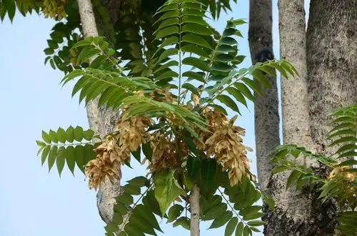 臭椿 ailanthus altissima 苦木科 simaroubaceae