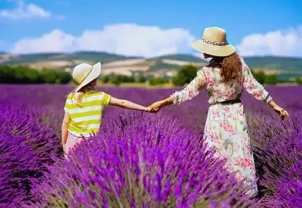 法国普罗旺斯的薰衣草地里,年轻的母亲和女儿手牵着手的背影照片