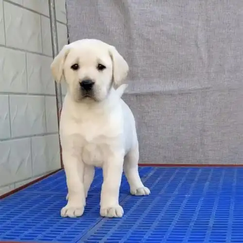 拉布拉多犬纯种犬
