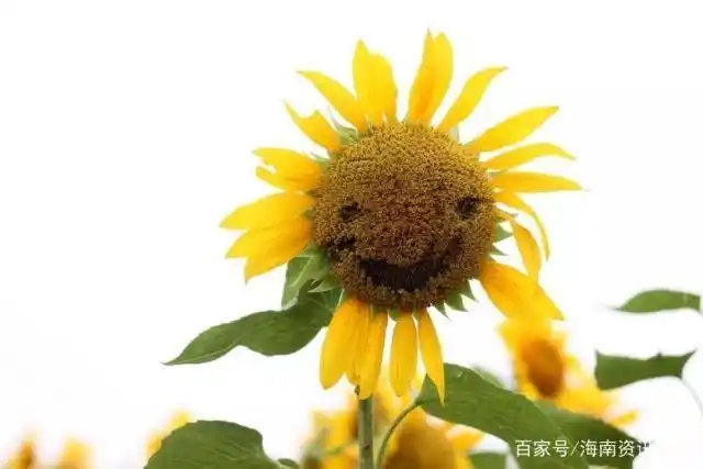 世界微笑日,首先请给自己一个微笑