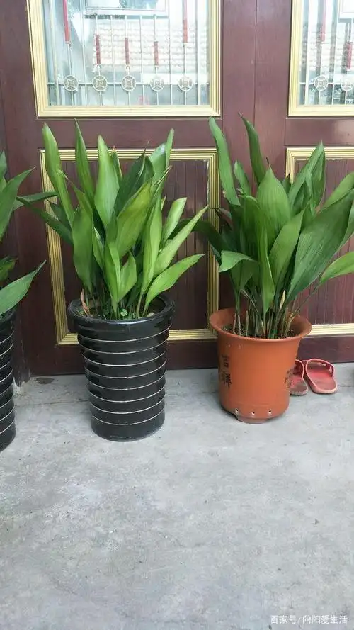 一叶兰四季常青,3点养护方法,2点养护技巧,教你养的翠绿挺拔