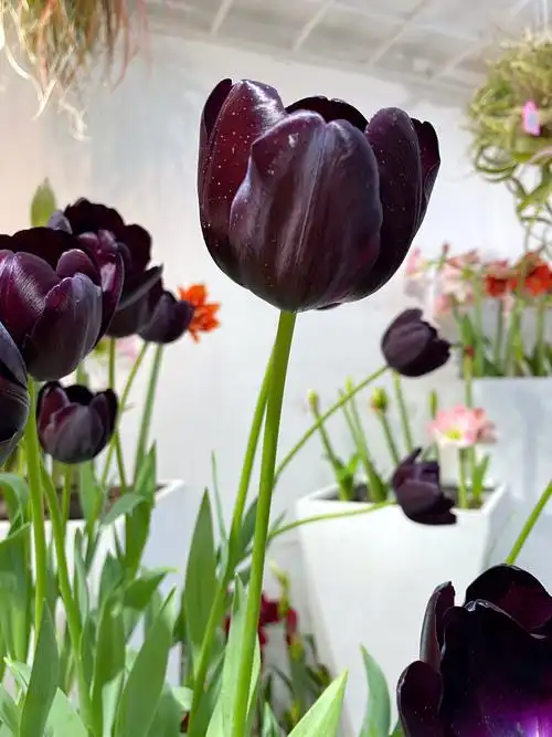 因为难得,黑色郁金香的花语是:神秘,高贵,独特的领袖权力,荣誉的皇冠.