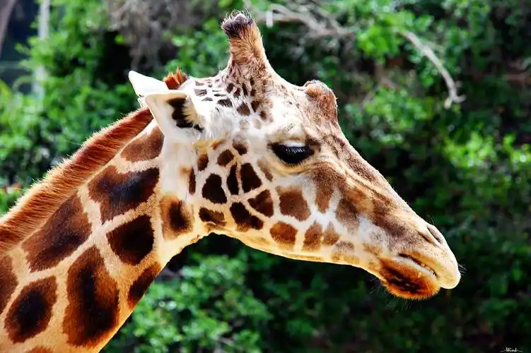 温顺长颈鹿动物壁纸_呆萌可爱的长颈鹿