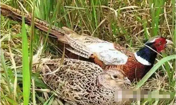 是母野鸡孵蛋,公野鸡站岗和提供母鸡饮食,它们分工精细,各施其责.