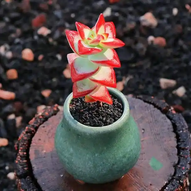 养多肉就选自由女神,养护简单易爆盆,叶片深红又肥美,很漂亮