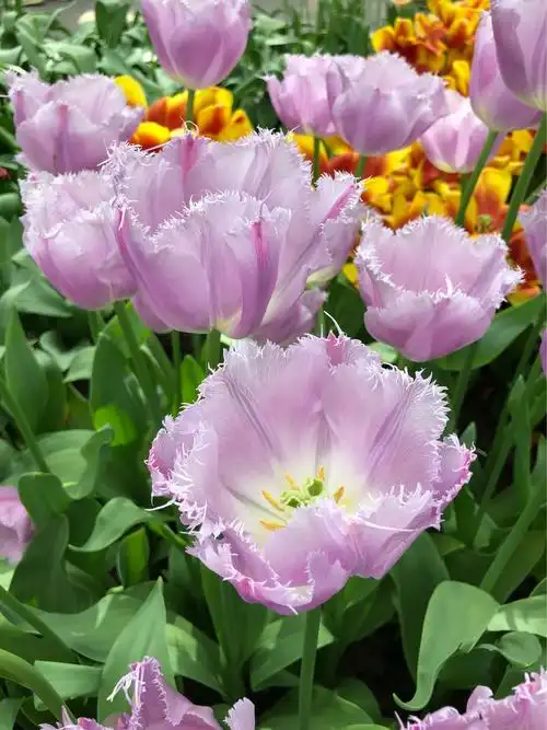 荷兰郁金香公园——库肯霍夫