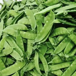 豌豆蔬菜新鲜包邮