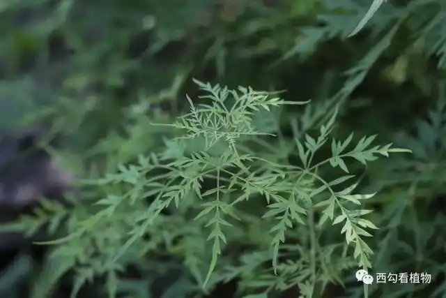 荆条的叶对生,掌状复叶;小叶羽状深裂并有锯齿,偶有近全缘的叶.