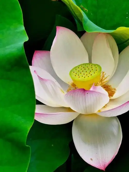 喜迎中国春节上一组美美的荷花图