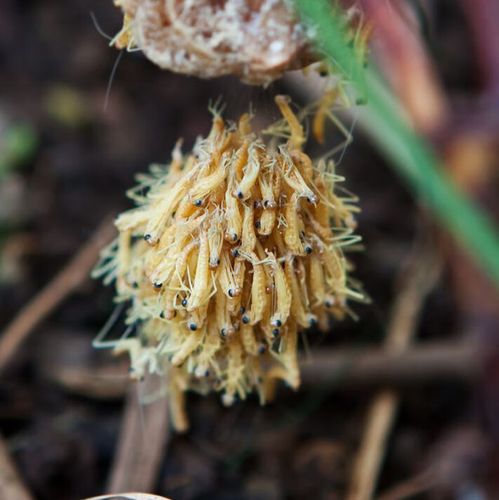 活体大刀广斧巨型螳螂强健凶猛小朋友学生饲养活体昆虫宠物 大刀卵3个