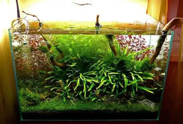 沉木造景,即是用沉木搭建的具有欣赏价值的景观,一个优质的沉木是水草