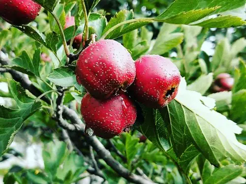 校园里的山楂红了