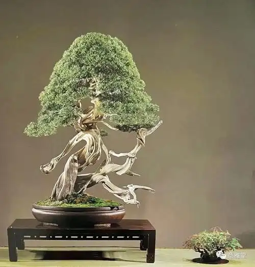 第73届日本国风展盆栽赏析