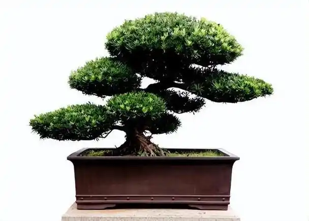 罗汉松这种盆景越来越流行,其造型古朴苍劲充满了古色古香的感觉.