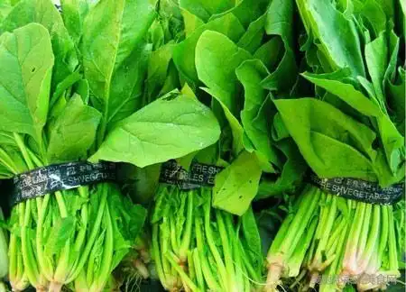 菠菜知识大全,菠菜的功效与营养价值