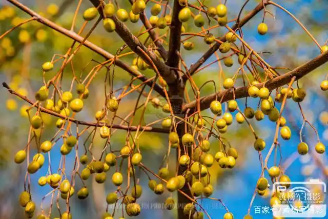 蓝天下苦楝树的果实