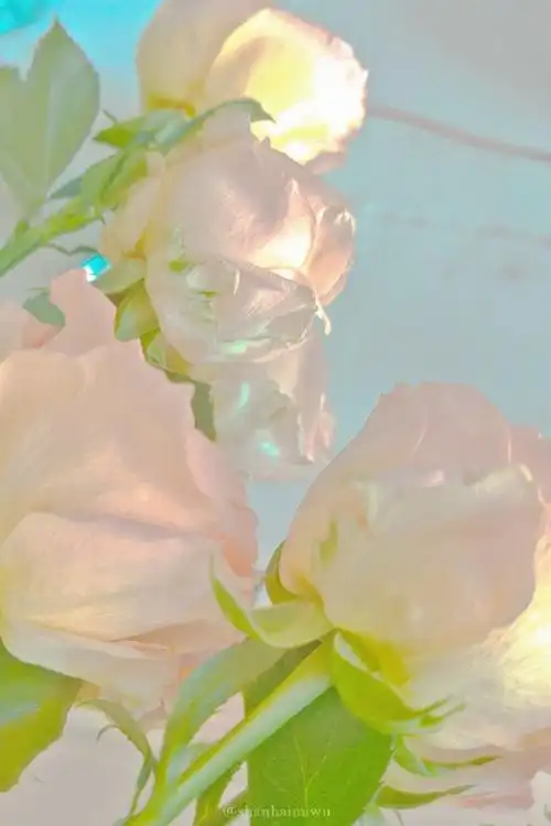 650372一生所求   爱与自由   你与温柔96#治愈系