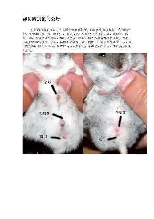 如何辨别鼠的公母