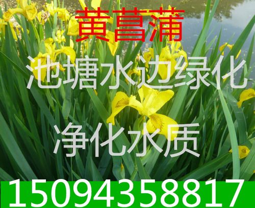 池塘水边绿化苗木黄菖蒲水生花卉黄菖蒲苗木水生鸢尾苗