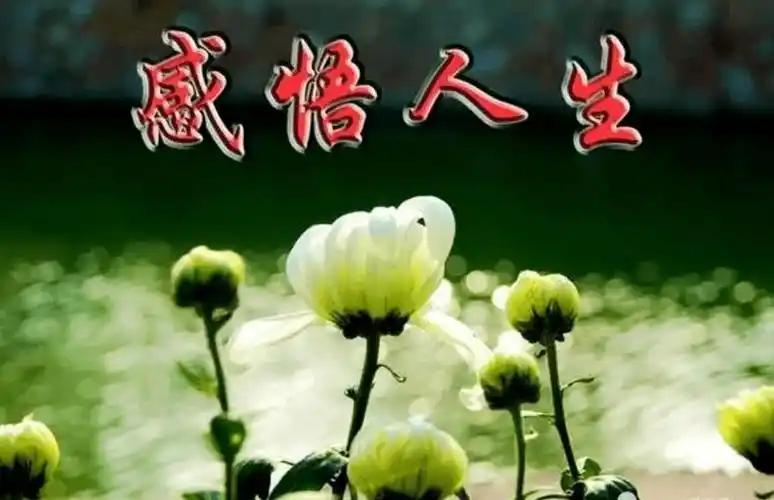 看透人生醒悟的句子_生活_因为_什么