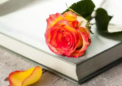 在一本书上的玫瑰照片
