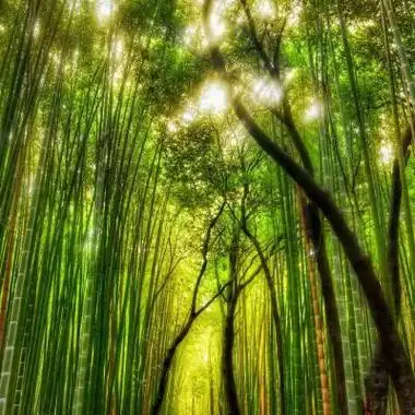 河边绿树风景微信头像 微信头像图片大全 -【爱个性】