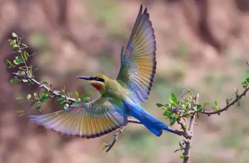 蜂虎---中国最美丽的鸟儿