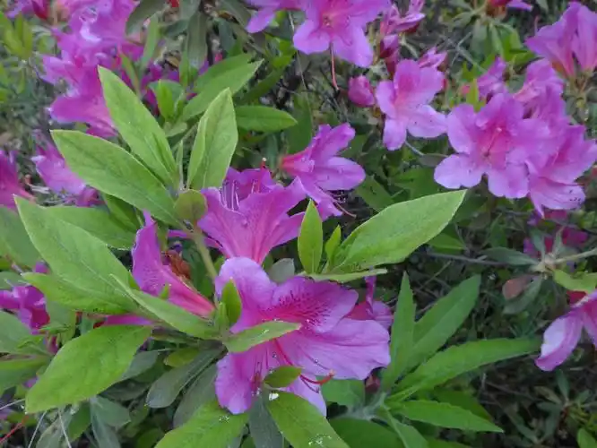 三,毛杜鹃可以养在家里吗毛杜鹃可以作为盆栽植物,养