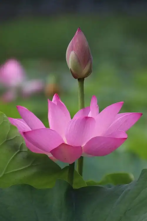 拍荷花照片想好看这3个基础技巧很多人没重视你别再忽视它们