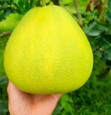 [柚子批发]西双版纳 东试早 柚价格188.00元/袋 - 一亩田