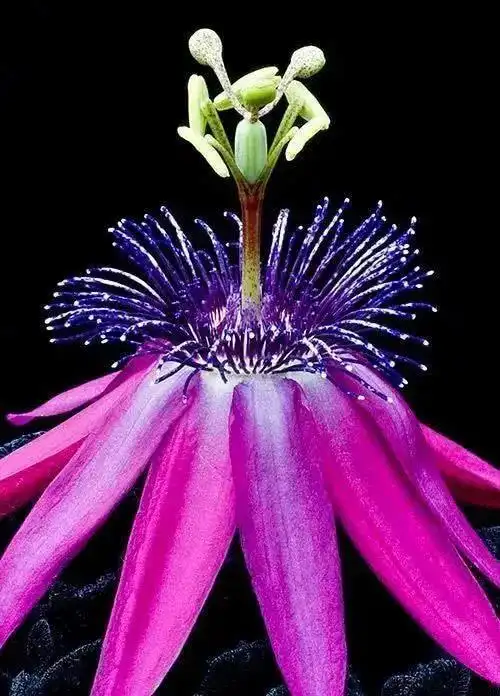 因此这棵世界上最罕见的树可以说是暂时脱离濒危了世界上最稀有的植物