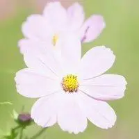 单独一朵花唯美头像_微信头像图片大全