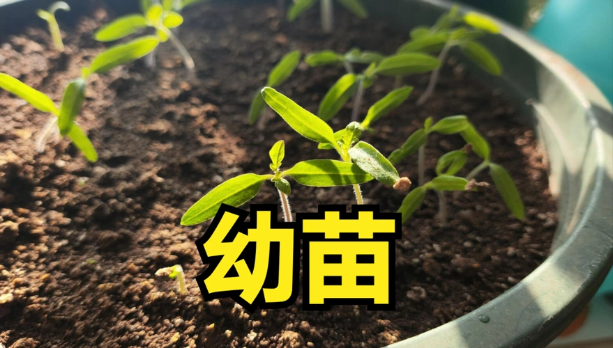 二,西红柿幼苗期