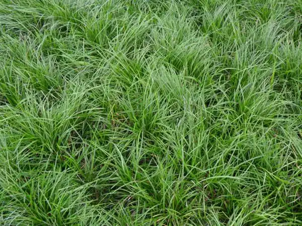 早熟禾草坪种子