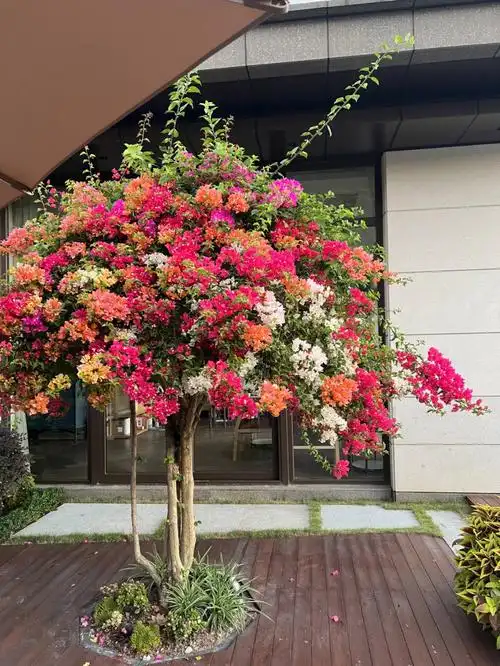 广东庭院植物造型花灌木勒杜鹃