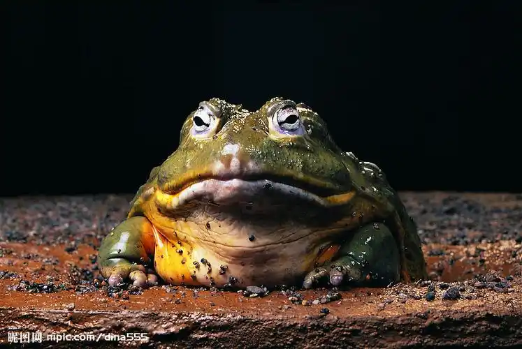 想天鹅的赖蛤蟆摄影图__野生动物_生物世界_摄影图