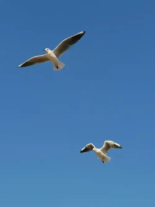 海鸥飞在蓝蓝海上