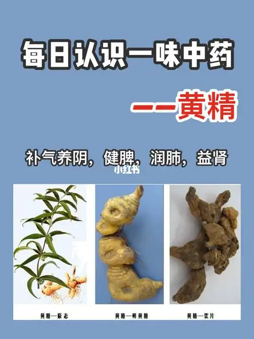 每日认识一味中药——黄精,健脾润肺益肾