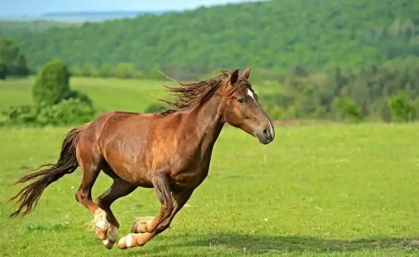 汗血宝马流的汗是血吗(南疆西域汗血宝马真的会流血吗)-临渡百科
