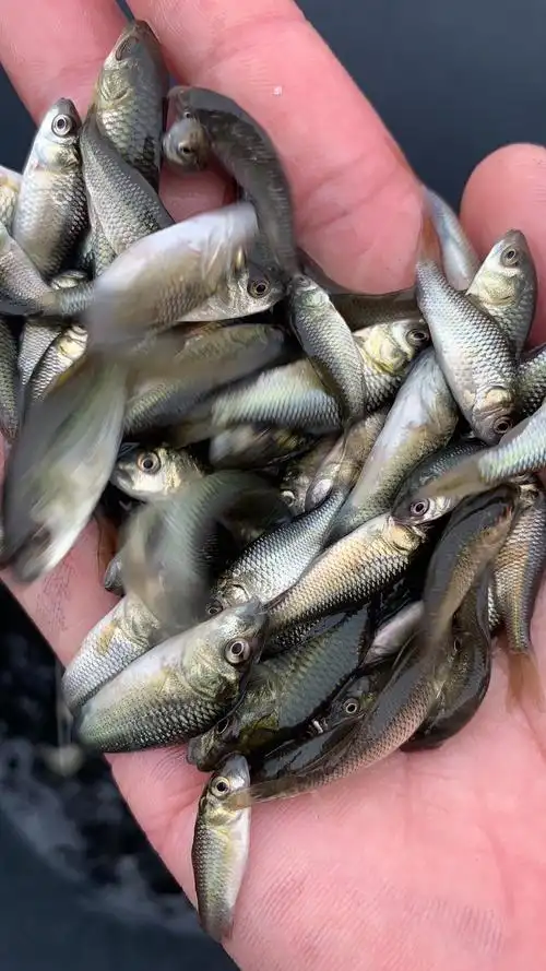 鲤鱼苗