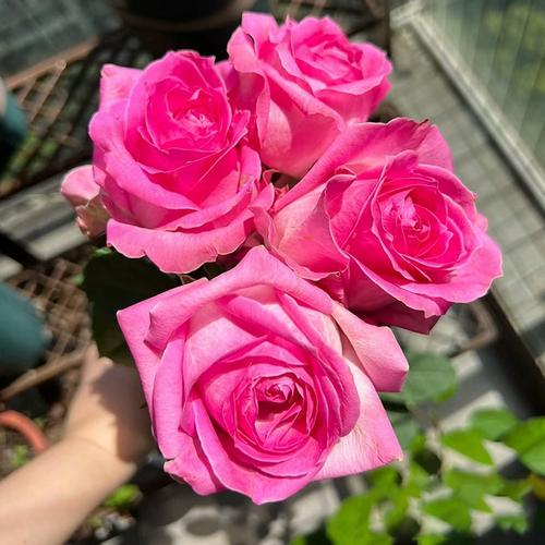 糖果雪山月季花苗四季浓香灌木大花阳台盆栽庭院地栽切花玫瑰垂枝