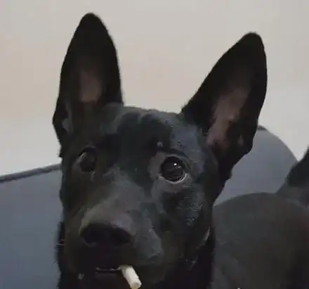 主人回家看到狗子叼着烟头,还瘫在沙发上,狗子:愣住干嘛,点火|黑狗