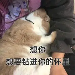 想你,想要钻进你的怀里(猫咪)